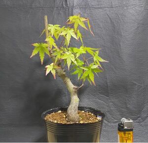  бонсай / садовое дерево *momiji* 307[ shohin bonsai / бобы бонсай / материалы ]