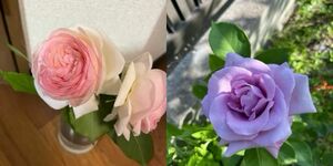 薔薇苗ちび苗2苗 木立性2種　ピエールドゥロンサール　ブルームーン