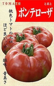 固定種　ポンテローザトマトの種(タネ)30粒