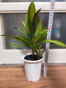 ☆送料込み☆観葉植物☆コルジリネ　クリスタル　斑入り　2本仕立て　抜き苗　①