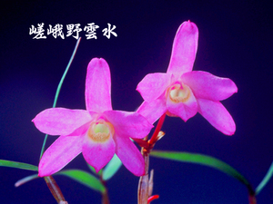 ** Dendrobium moniliforme [.... вода ]3шт.@.* Kyoto *. цвет красный цветок * первая выставка * самый super хорошая вещь **