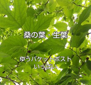 桑の葉 マルベリーの葉 生葉 ゆうパケットポストいっぱい ① 桑の葉茶 リクガメ ペットの餌に