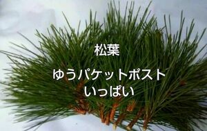 松の葉 黒松 生葉 農薬化学肥料不使用 ゆうパケットポストいっぱい ① 松の葉茶 松葉サイダー 松葉ジュースなどに