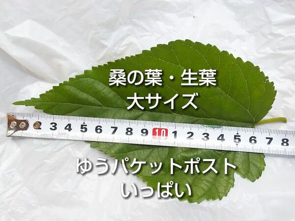 桑の葉 生葉 大サイズ ゆうパケットポストいっぱい リクガメ ウサギ 蚕 など ペットの餌に