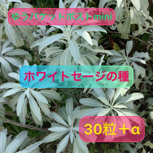 15粒増量中　ホワイトセージの種　30粒＋α 自家製　無農薬栽培　令和5年7月採取種