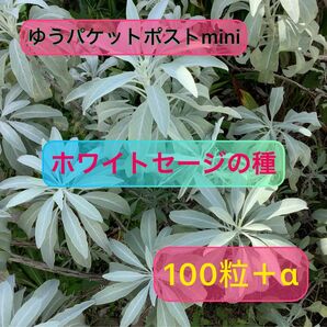 15粒増量中　ホワイトセージの種　100粒＋α 自家製　無農薬栽培　令和5年7月採取種