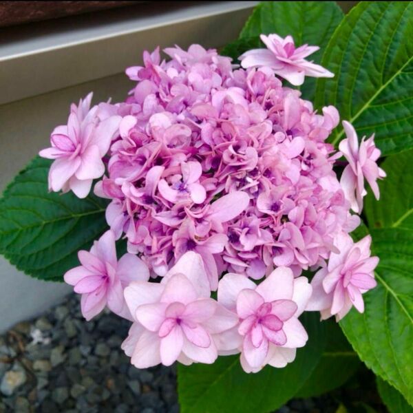 1苗　紫陽花 八重咲き ピンク