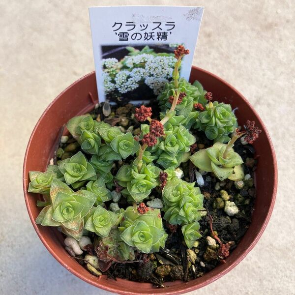 札付き！ レア！ 雪の妖精 クラッスラ 多肉植物