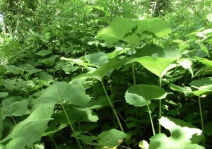 雪国新潟の天然ヤマブキ。大量放出のびっくり価格！水と空気のきれいな山奥で採取！朝採り。五キロ。送料無料。２４５０円。