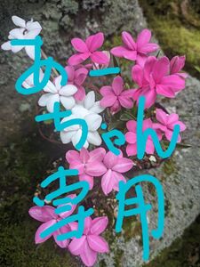 アッツザクラ　ロードヒポキシス　白花アッツザクラ　アッツサクラ　山野草　3ポット　ガーデニング