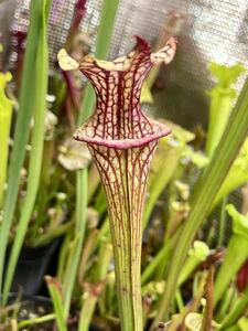 S.(BW. x TK.) x Ins. /サラセニア Sarracenia 食虫植物