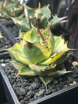 【AGAVE TITANOTA スナグルトゥース_暴牙】子株発根済み_画像3