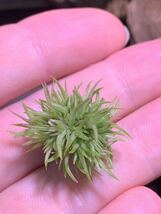 Tillandsia aeranthos Teddy Bear チランジア　アエラントス　テディベア　大②_画像2