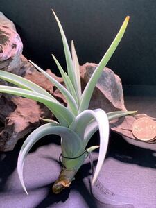 Tillandsia lotteae チランジア　ロッテアエ