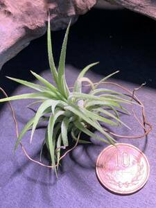 Tillandsia ionantha Blue Eyed Druid チランジア　イオナンタ ブルーアイドルイド　①