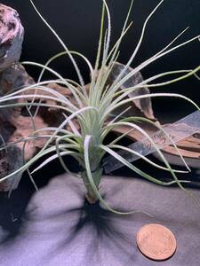 Tillandsia tectorumchi Ran jia tech tiger m③