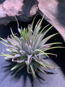 Tillandsia ionantha 'Star' チランジア　イオナンタ　'スター' ①