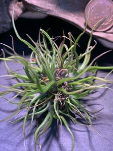 Tillandsia bulbosa Mini Brazil チランジア　ブルボーサ　ミニブラジル　①