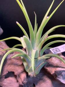 Tillandsia ionantha Maxima チランジアイオナンタ マキシマ　トリコームレス