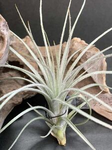 Tillandsia tectorum ④ チランジア　テクトラム