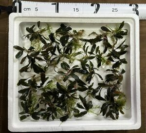 自家栽培 本日トリミング　ブセファランドラ　約25株　Bucephalandra sp. Mini black ミニブラック