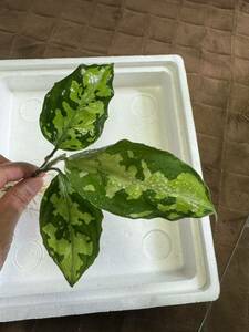 2株　アグラオネマ・ピクタム・トリカラー“ニルバーシュ”　Aglaonema pictum tricolor NIRVASH　