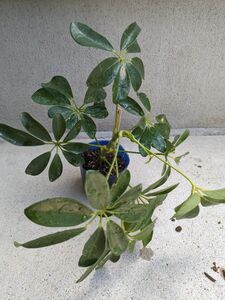 カポック 観葉植物 苗木 抜き苗