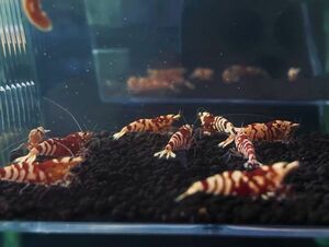 【蝦の平岡】 赤　フラワータイガーシュリンプ　10匹　超極上ハイグレード　レッド　ファンシータイガー