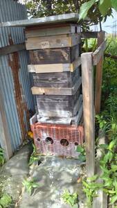 手渡し限定　本年初出品　日本ミツバチ３段重箱一群の出品　(1)　　