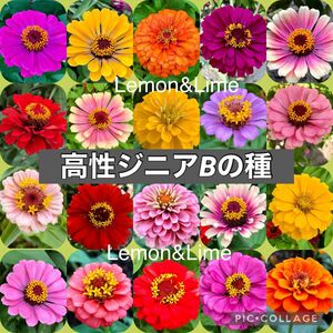 高性ジニアB 花の種