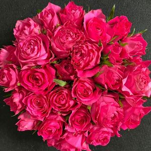 バラ【切り花 ・生花】フェリシタル（鮮やかな濃いめのピンク色）　30㎝SM　30本　産地直送！鮮度抜群！薔薇　花束