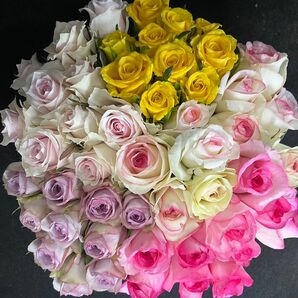 産地直送！鮮度抜群！《切り花 ・生花 》おまかせミックス 30㎝SMサイズ　50本　薔薇　