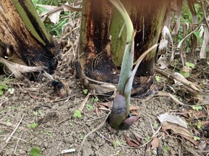 送料込み　島バナナ　小笠原種　株分苗