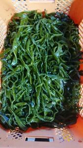  Tokushima prefecture 2024 fiscal year ( new thing )... tortoise wakame stem 1kg