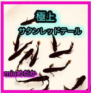 【極上サタン】有精卵10個＋α (オロチ ヒレ長 鰭長 松井ヒレ長 ブラック スーパーロングフィン メダカ めだか)