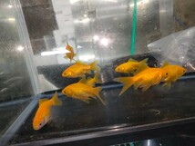 キラキラ 2匹セット 4-5cmくらい 商品説明お読みください！ 【AquaShop香流】金魚_画像5