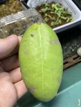 Hoya mitrata ホヤ ミトラタ　アリ植物　発根済み_画像1