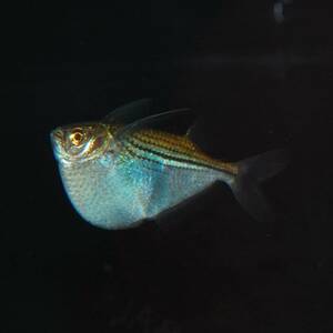 * prompt decision * silver is Chet 3 pcs set water surface ... surface white tropical fish 