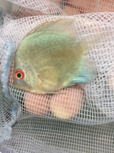 * prompt decision * blue diamond discus ±4-5cm tropical fish 