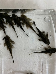 ★即決★サッカープレコ 3匹セット　±4-5cm コケ取り屋さん 熱帯魚 ナマズ ヒポプレコ 並プレコ