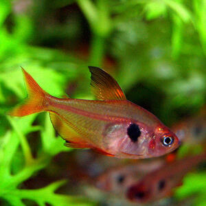 * prompt decision * red Phantom Tetra 10 pcs set *kalasin tropical fish 