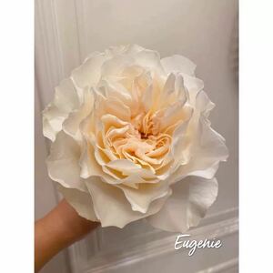  rare DA newest goods kind cut flower rose rose seedling .. tree seedling 