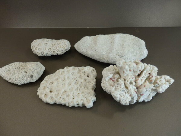 H◇【白珊瑚礁】サンゴ 珊瑚 置物 アクアリウム 水槽アクセサリー 水槽装飾 大小5個セット 