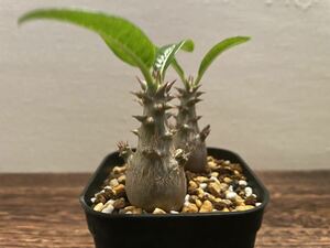 pakipotium wing zo Lee 2 stock set ① real raw ( for searching )gla drill spakips. root plant 