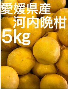 愛媛県産　味濃厚！　河内晩柑　ジューシーゴールド5kg