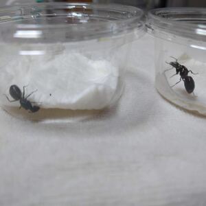 ムネアカオオアリ　クロオオアリ　新女王蟻　2匹セット