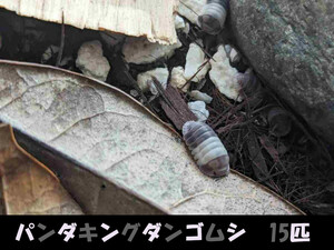 【送料無料】パンダキングダンゴムシ　亜成体～成体15匹　