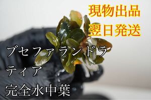 Ｎｏ．２　ブセファランドラティア　完全水中葉