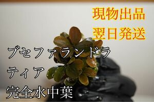 Ｎｏ．１　ブセファランドラティア　完全水中葉