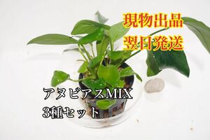 No.4 アヌビアスMIX ゴールデン・ナナ・ランケオラータ